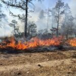 Hay 20 incendios forestales activos en la entidad